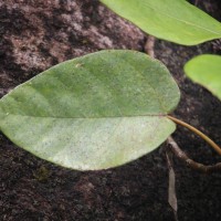 Ficus laevis Blume